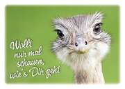 Postkarten: Wollt nur mal schauen, wie's Dir geht, 12 Stück Postkarten: Wollt nur mal schauen, wie's Dir geht, 12 Stück