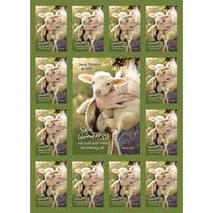 Jahreslosung 2021 - Aufkleber-Grußkarten, 4 Stück - Schaf