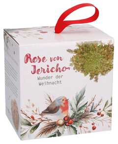 Wunder der Weihnacht - Rose von Jericho