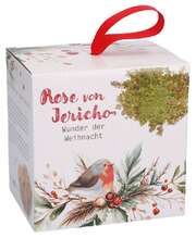 Wunder der Weihnacht - Rose von Jericho Wunder der Weihnacht - Rose von Jericho