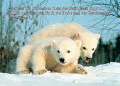 Postkarten Junge Polartiere, 6 Stück
