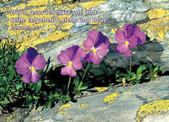 Postkarten Blumen zwischen Steinen, 6 Stück