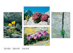 Postkartenserie Blumen zwischen Steinen, 12 Stück