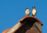 Faltkarten Vögel, 5 Stück Faltkarten Vögel, 5 Stück