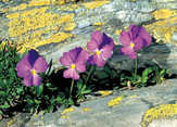 Faltkarten Blumen zwischen Steinen, 5 Stück