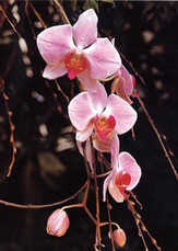 Faltkarten Orchideen, 5 Stück
